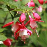 fleurs fushias signification amour