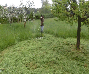 herbe haute