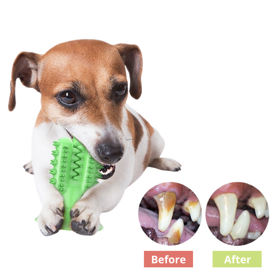 Before / After dog using a toothbrus