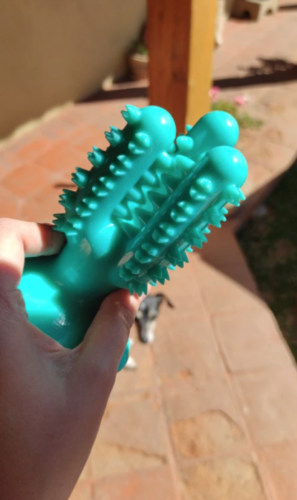 Cactooth™ - Cactus Dog toothbrush photo review