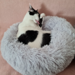 Soothing Donut Plush Bed photo review