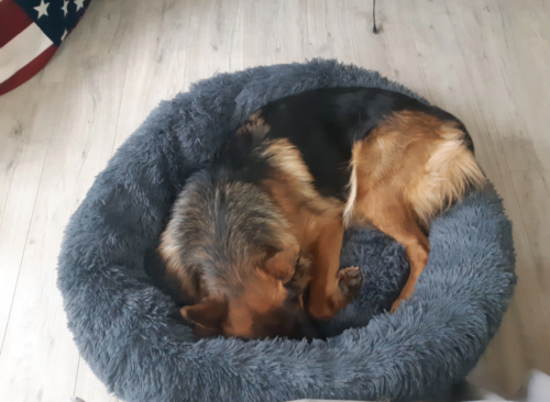 Soothing Donut Plush Bed photo review