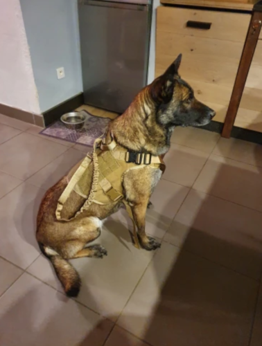 Patriot Dog™ - Tactical Dog Harness photo review