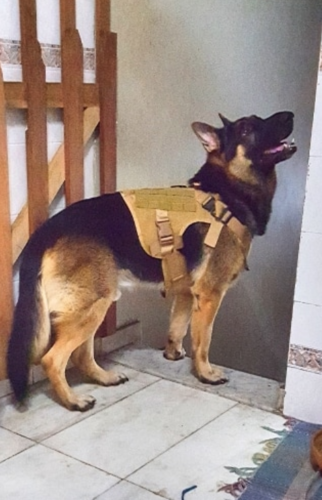 Patriot Dog™ - Tactical Dog Harness photo review