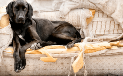 Weird Dog Behavior Symptoms – How to Deal with Them?