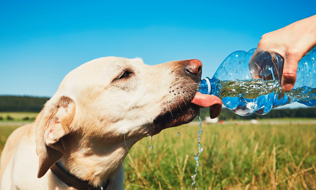 Is my Dog Dehydrated? – Dog Dehydration