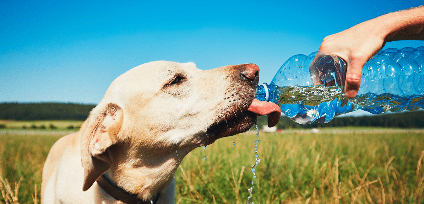 How to manage your dog's hydration