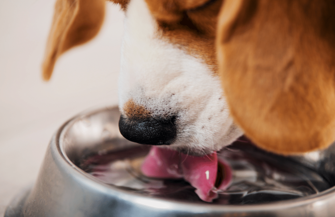 Hydratation dog