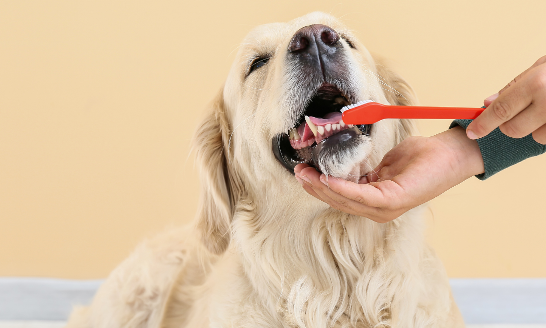 Dog Dental Care Tips – Prolong your dog dental health!