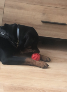 Chewbud™ - Dog Chewing Ball photo review