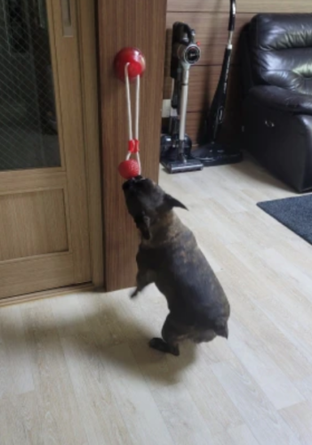 Dog suction toy - The Perfect Dog suction cup toy to pull! photo review