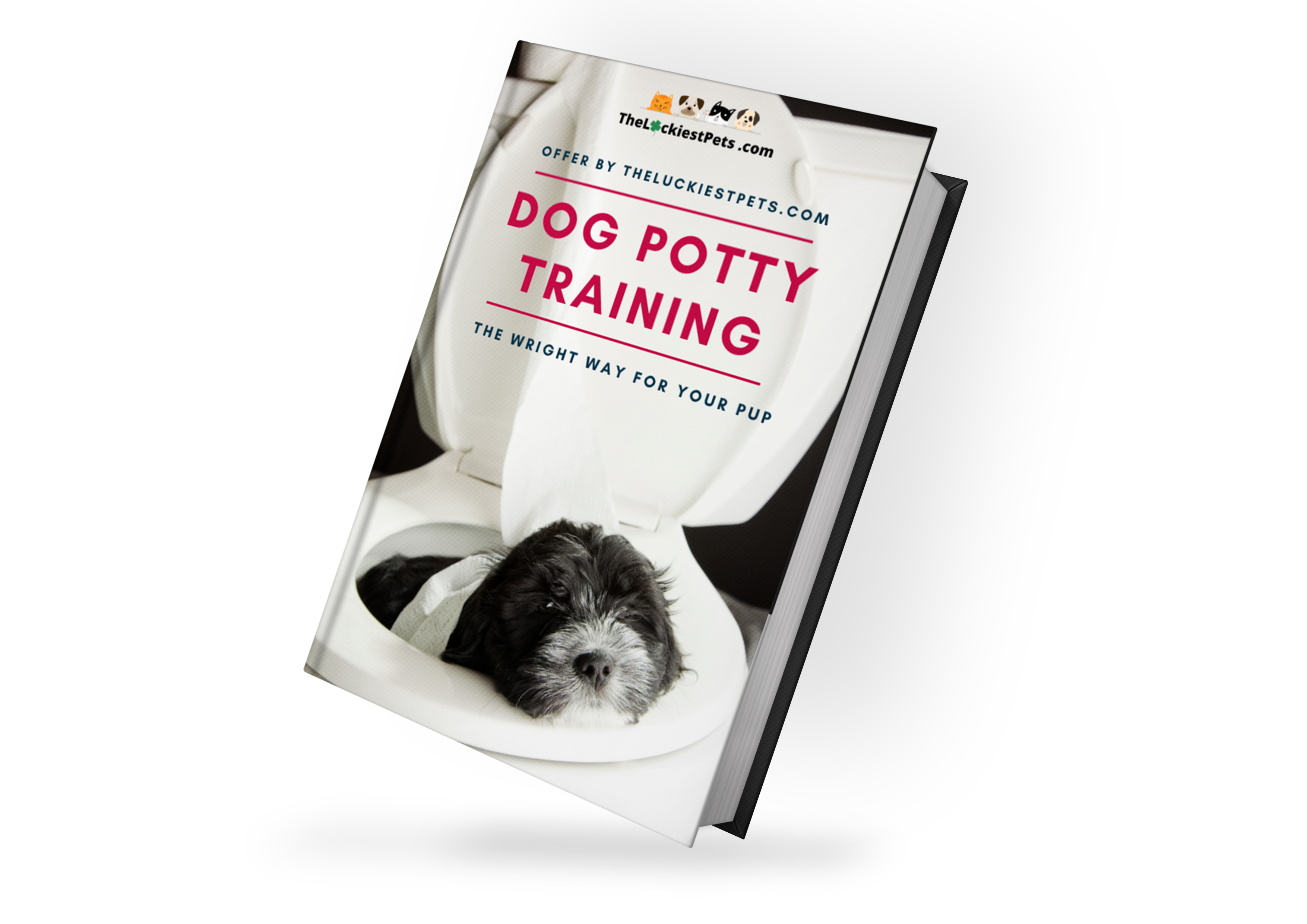 Dog potty training