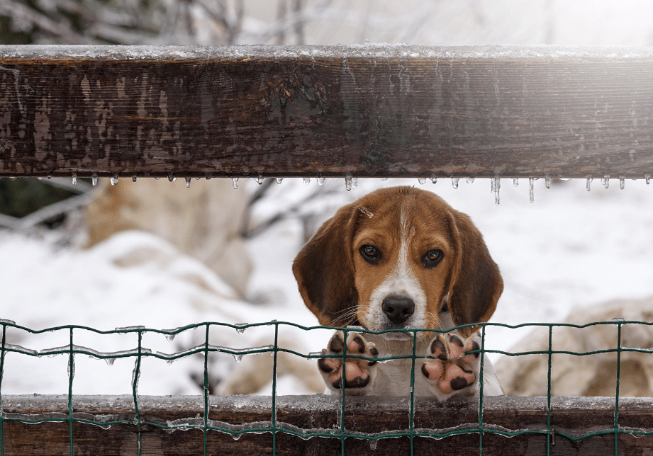 is winter dangerous for dogs?