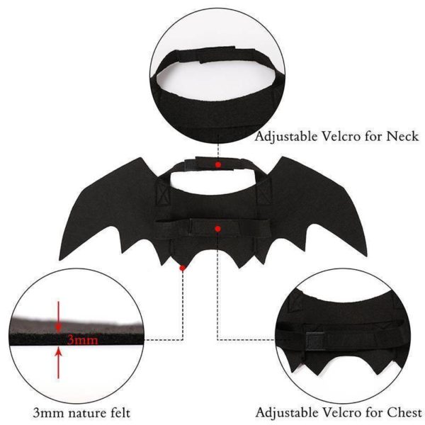 cat bat wing detailed