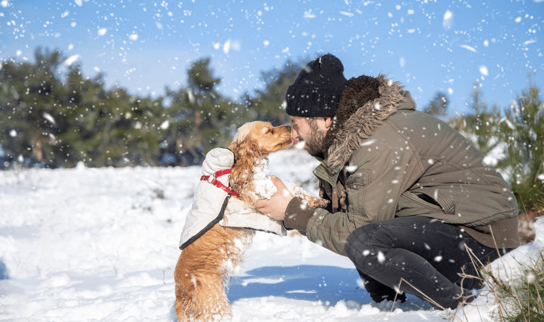 Should Dogs wear Boots in Winter?