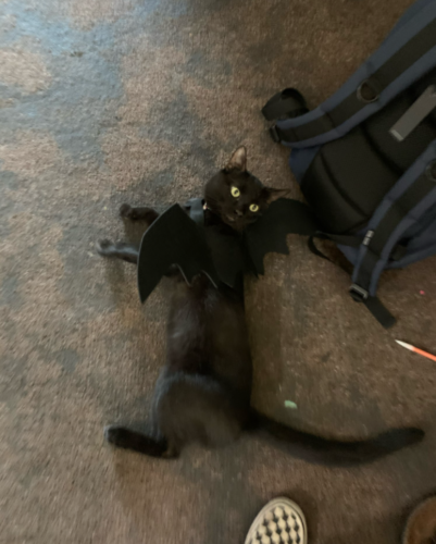 Halloween Costume for Pet Cat - Bat Wings Outfit photo review