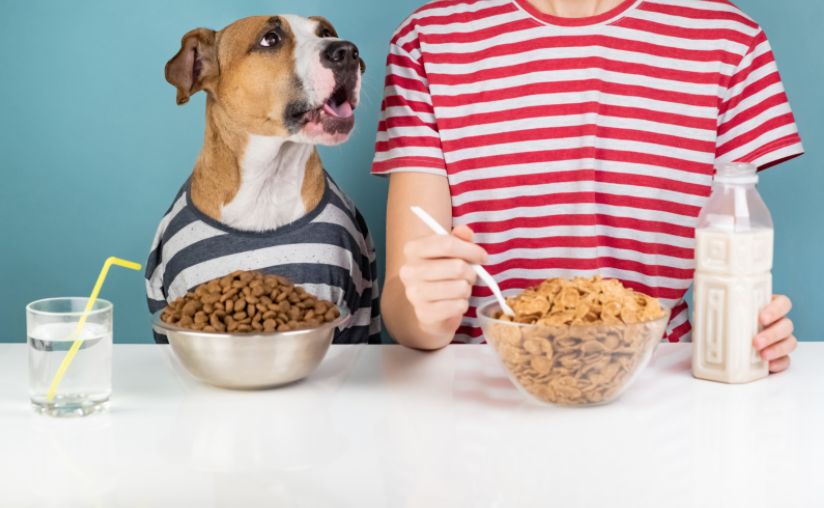 Should I Cook for my Dog? – Homemade Meals for Dogs