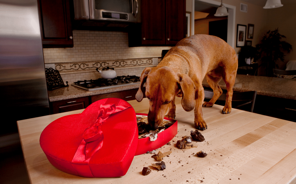 Is chocolate toxic for dogs