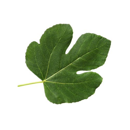 figleaf1