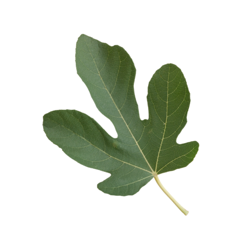 figleaf2