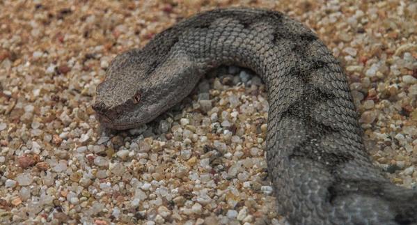 Angry Viper