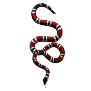 Coral Snake Tattoo 1