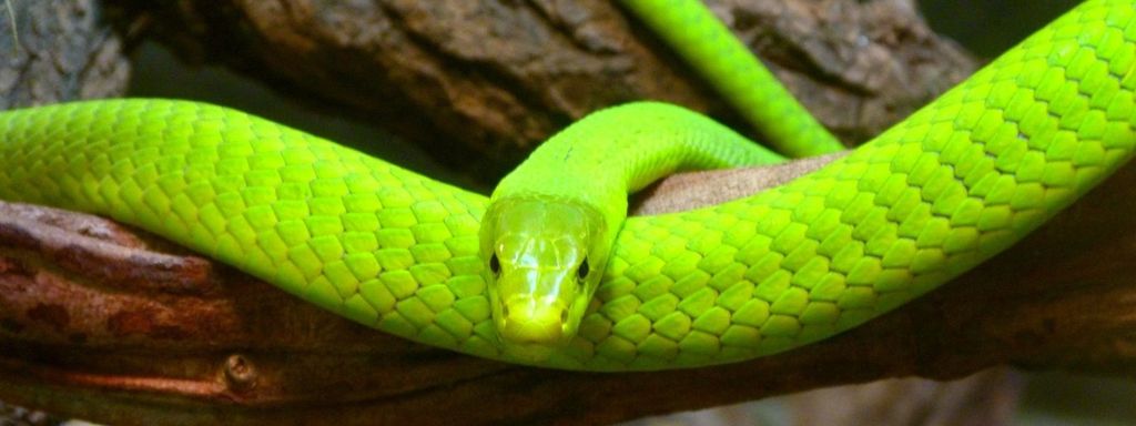 Green Mamba Arboreal Snake