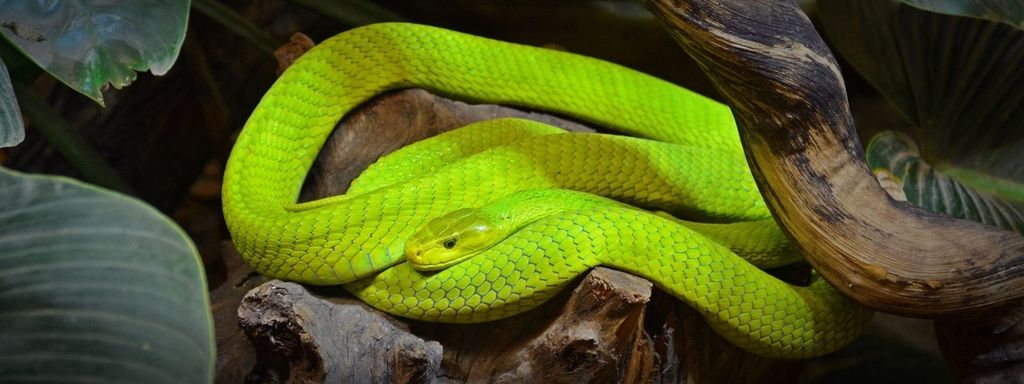 Green Mamba Snake