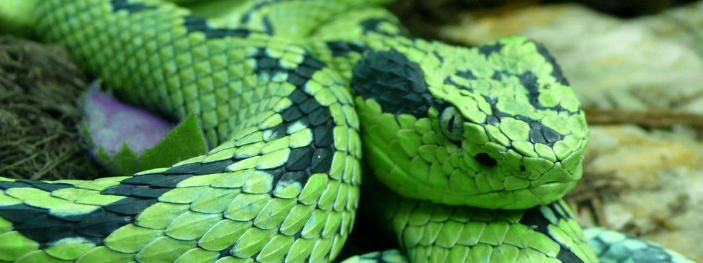 Snake Head Picture