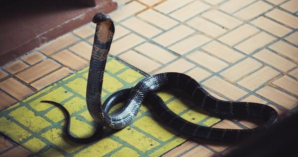 Snake In a House
