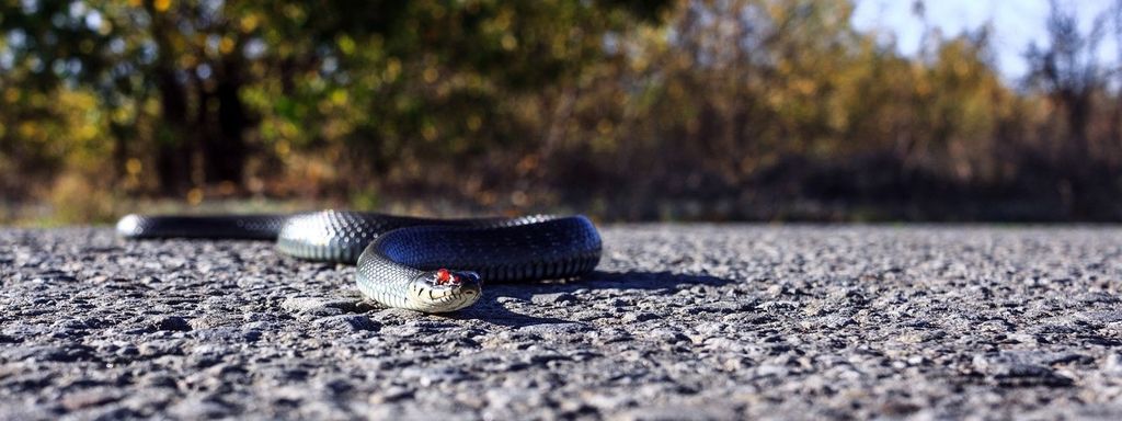 Snake On The Ground