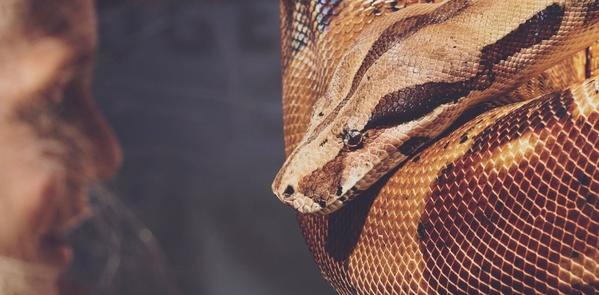 Snake Dream Picture 1