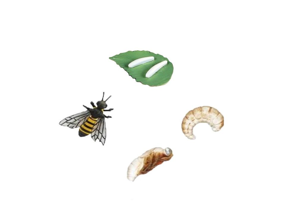 figurine animaux cycle de la vie abeille jouets montessori