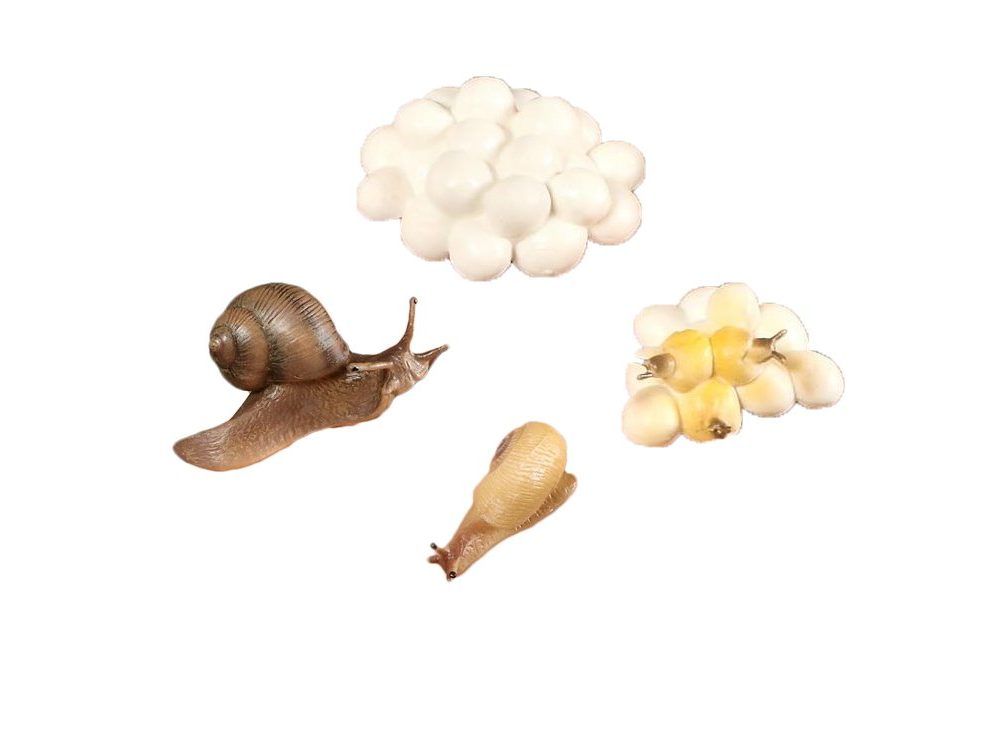 figurine miniature cycle de la vie escargot