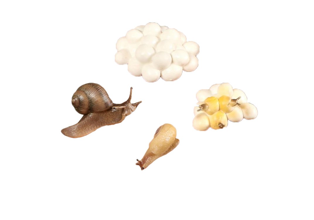 figurine miniature cycle de la vie escargot