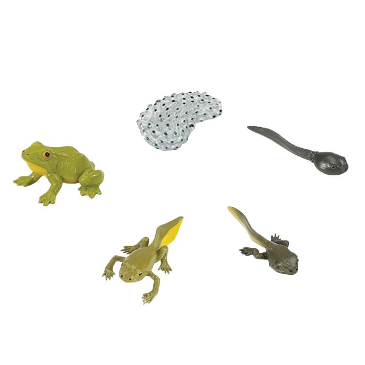 figurine miniature animaux cycle de la vie grenouille jouets montessori