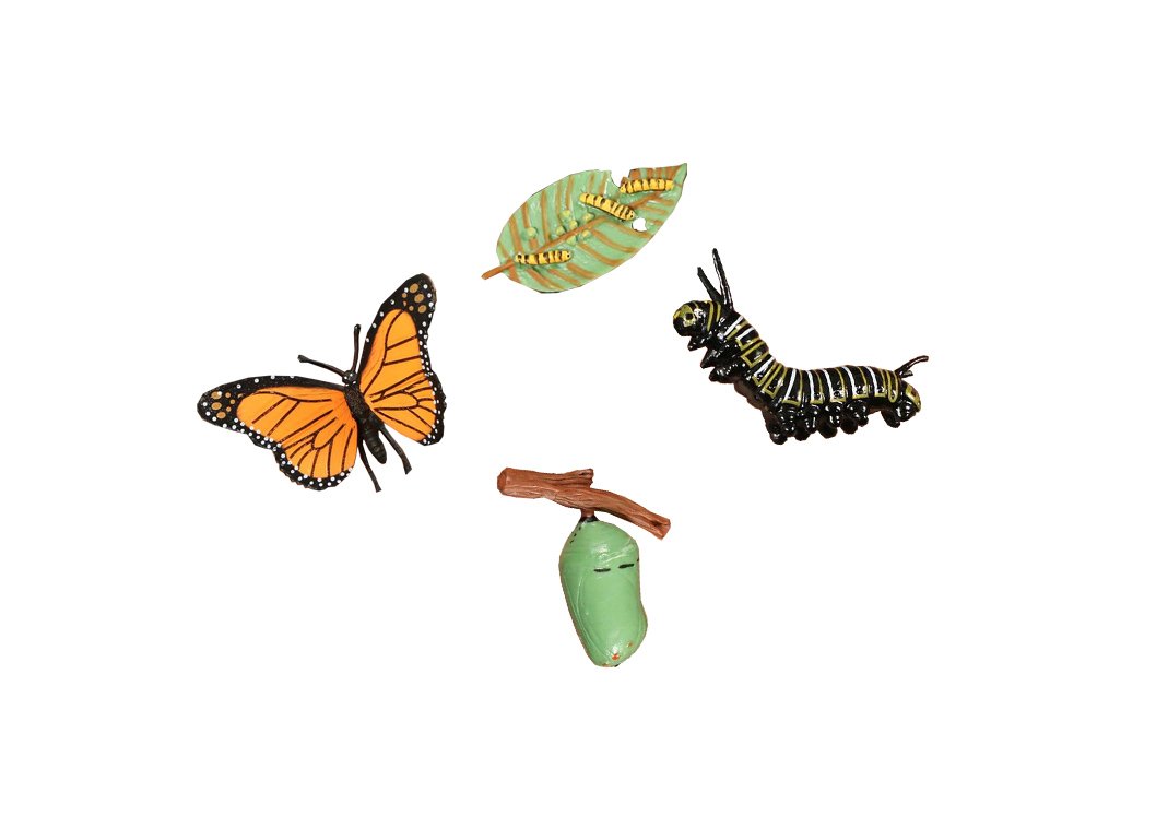 figurine animaux cycle de la vie papillon jouets montessori
