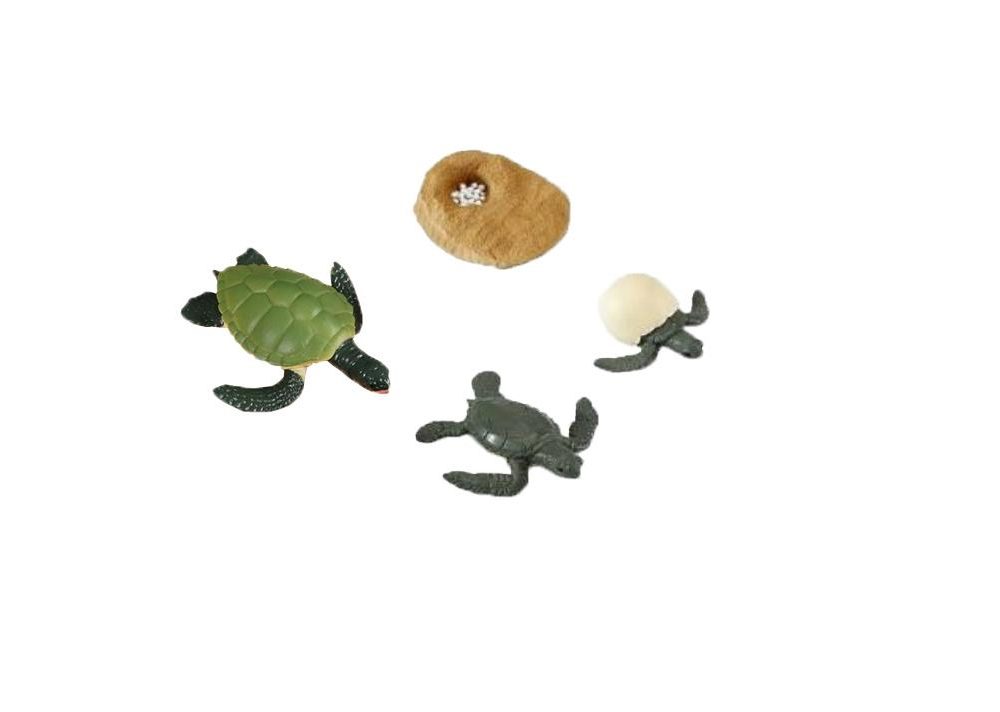 figurine animaux cycle de la vie tortue jouets montessori