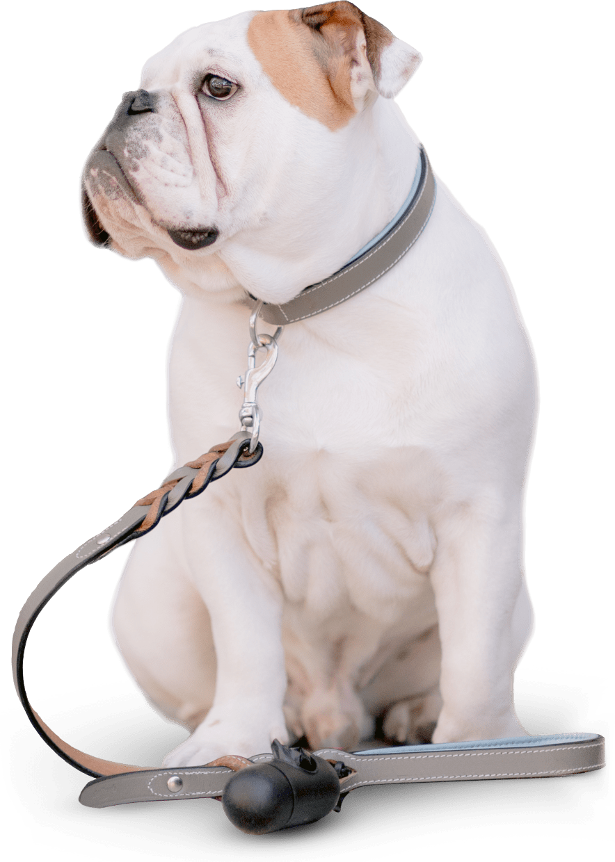 Chien avec gourde Gourde pour chien, une solution pour l'hydratation de ton chien.