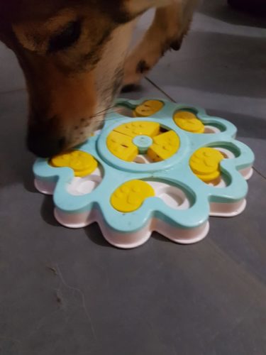 ADOGO Dog feeder with treat dispenser photo review