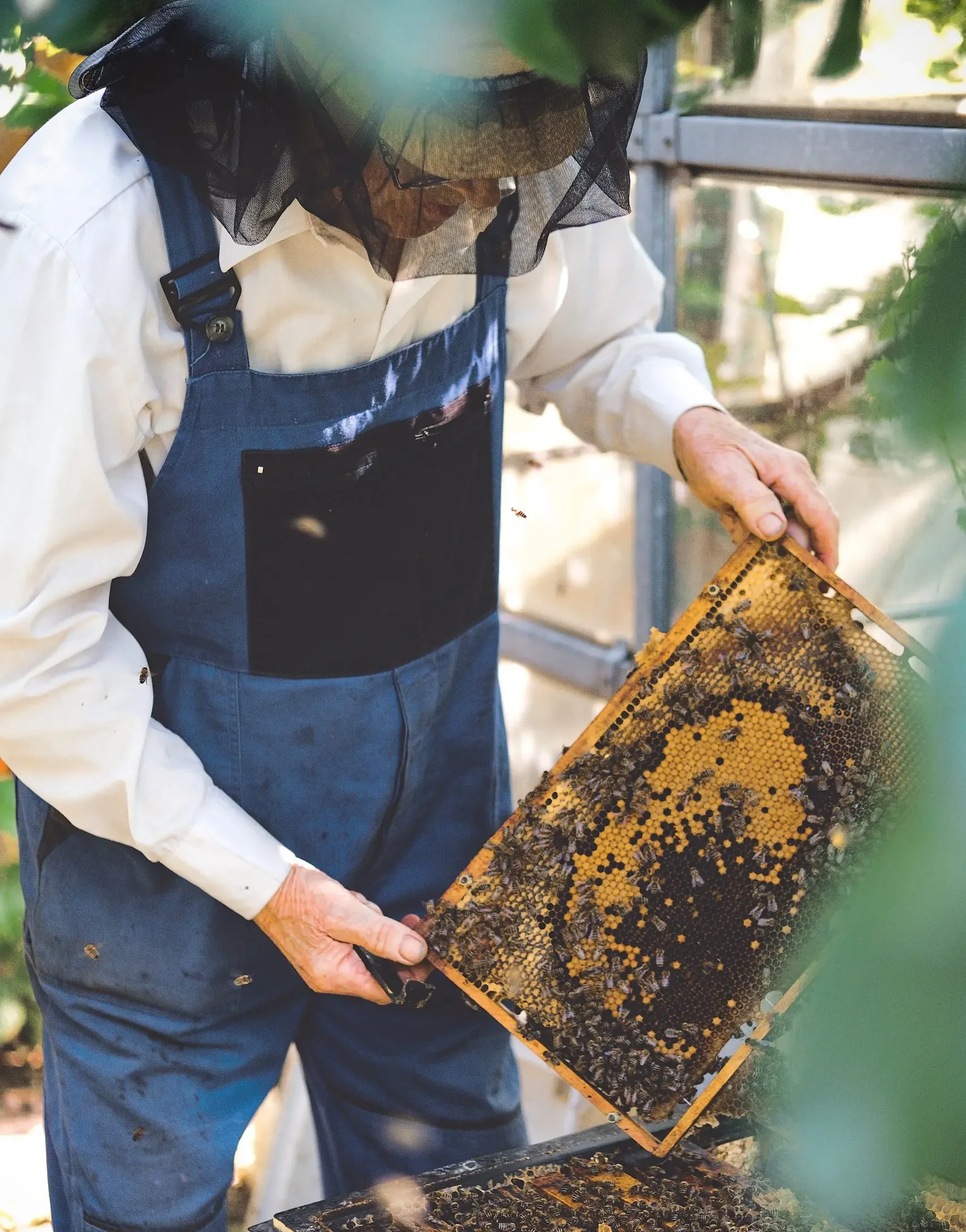champ de lavande extraction du miel et culture de la terre en France