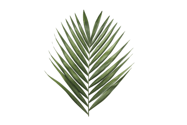 green-leaves-palm-tree-white-background-removebg-preview