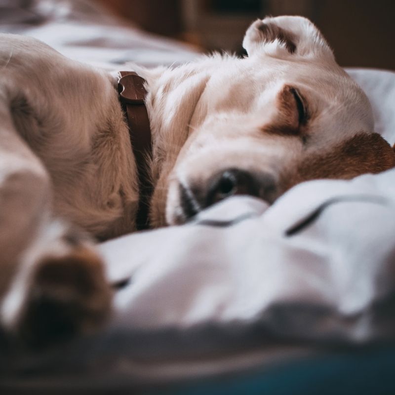 Les chiens rêvent-ils ?