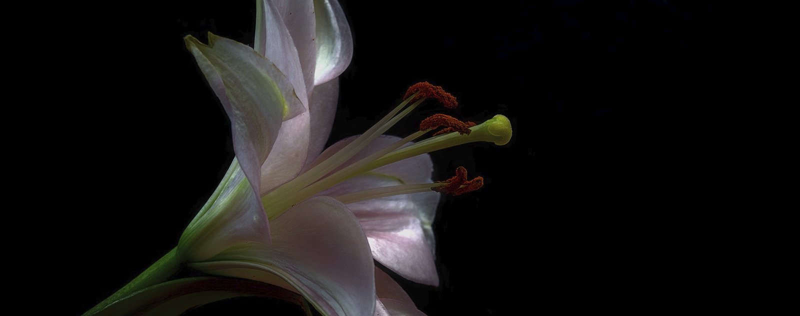 trinité universal plnning lotus fleur de lys