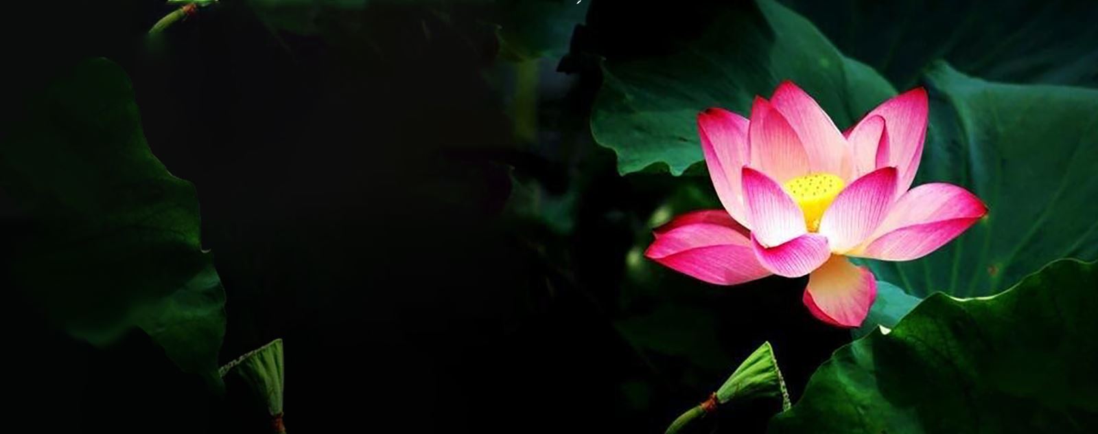 Signification fleur de lotus