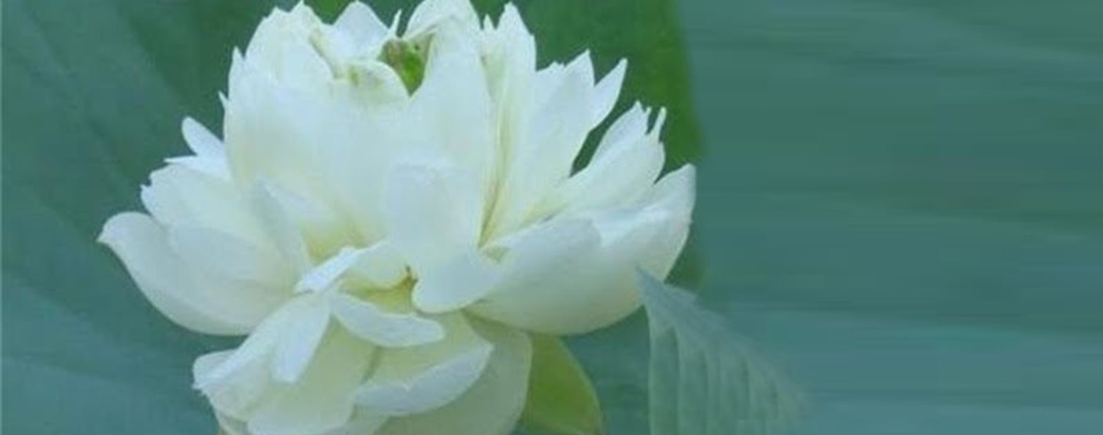 tatouage fleure de lotus blanc