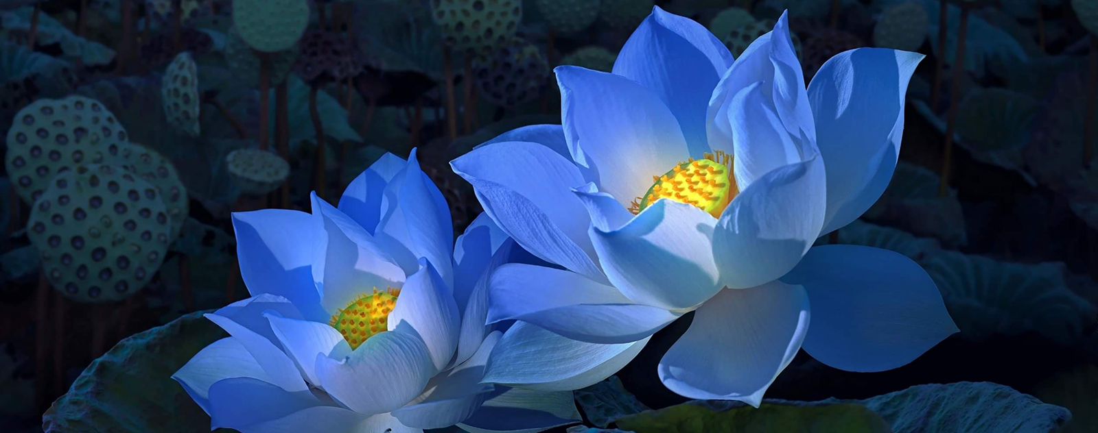 lotus, bleue, sagesse