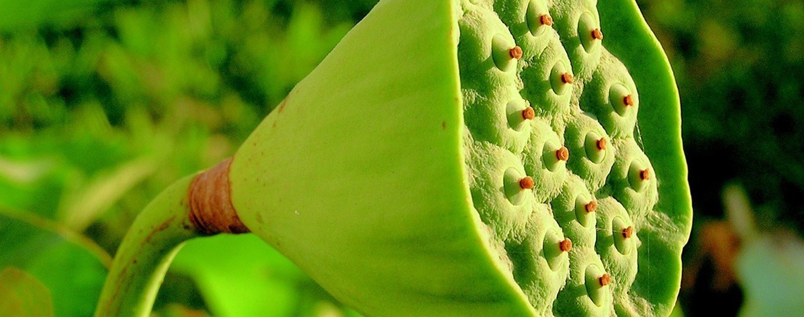 feuilles terre version graine de lotus