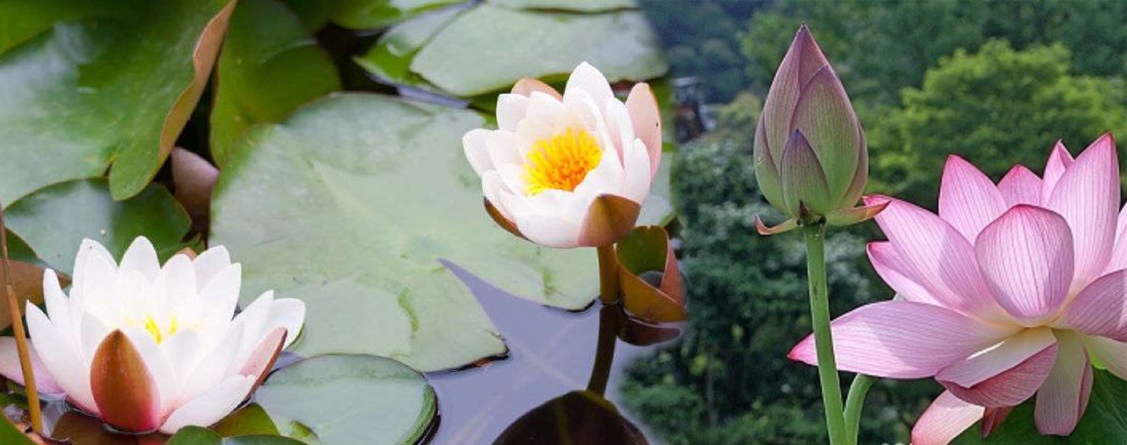 Tige Fleur de Lotus