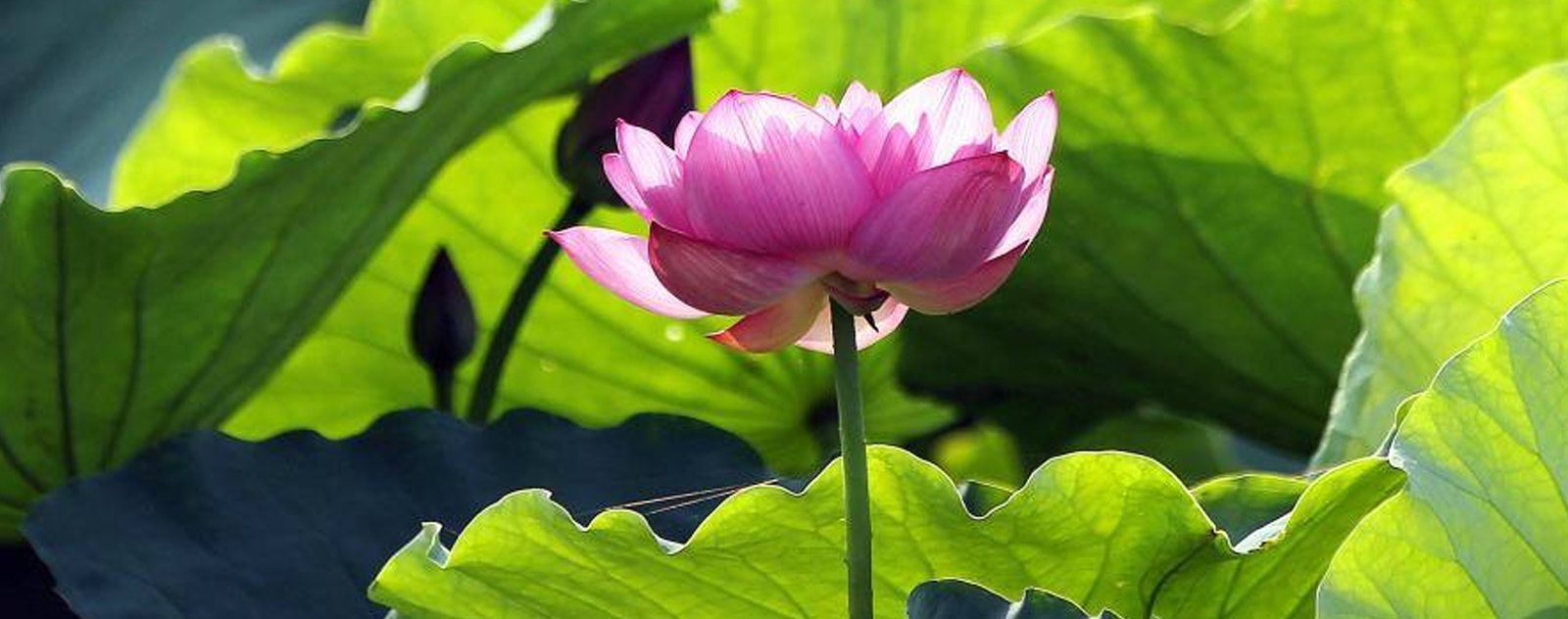 Fleur de lotus sacré